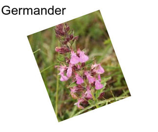 Germander