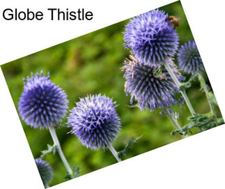 Globe Thistle