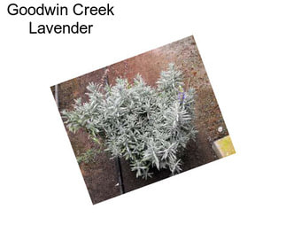 Goodwin Creek Lavender