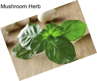 Mushroom Herb