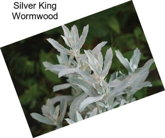 Silver King Wormwood