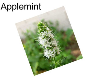 Applemint