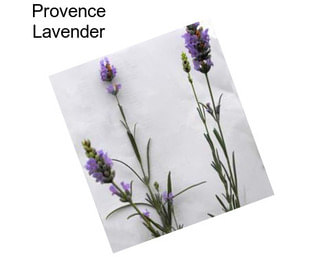 Provence Lavender