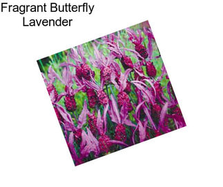 Fragrant Butterfly Lavender