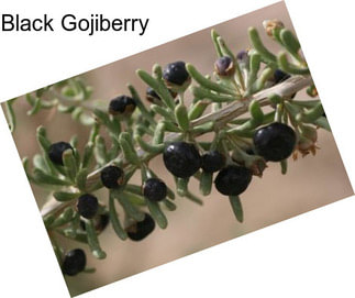 Black Gojiberry