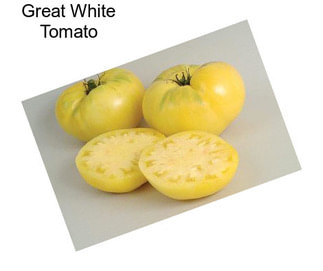 Great White Tomato