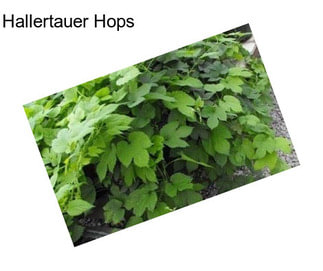 Hallertauer Hops