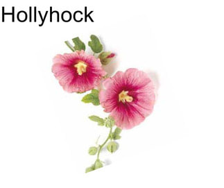 Hollyhock