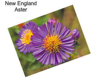 New England Aster