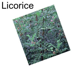 Licorice