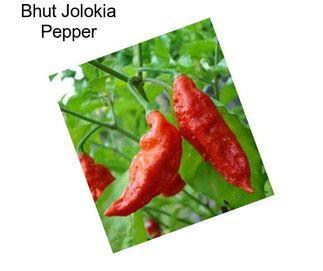 Bhut Jolokia Pepper