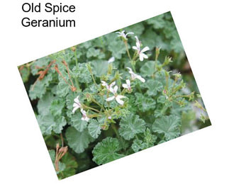 Old Spice Geranium