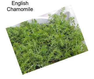 English Chamomile