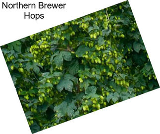 Northern Brewer Hops