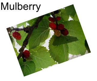 Mulberry