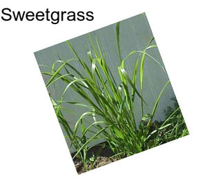 Sweetgrass