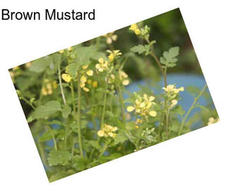 Brown Mustard