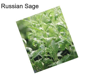 Russian Sage