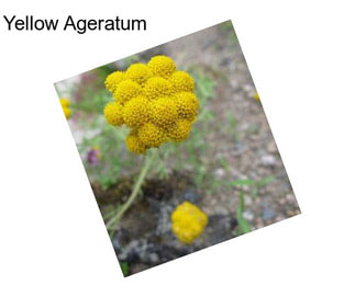 Yellow Ageratum