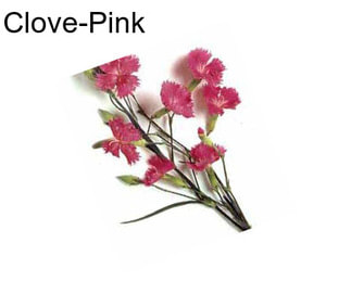 Clove-Pink