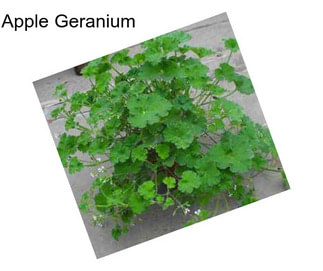 Apple Geranium