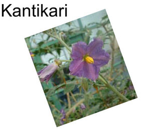 Kantikari