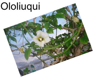 Ololiuqui