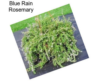 Blue Rain Rosemary