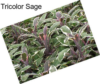 Tricolor Sage