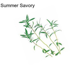 Summer Savory