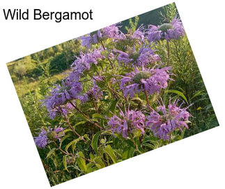 Wild Bergamot