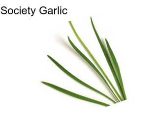 Society Garlic