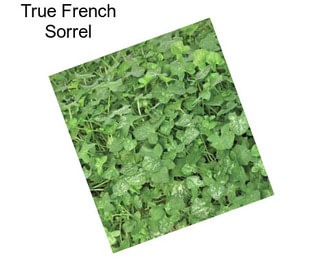 True French Sorrel