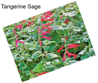 Tangerine Sage