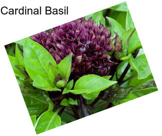 Cardinal Basil