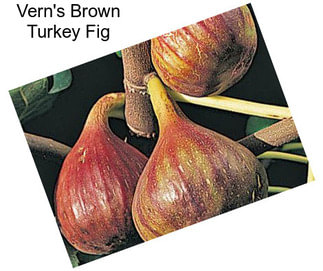Vern\'s Brown Turkey Fig
