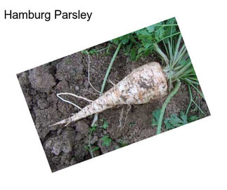 Hamburg Parsley