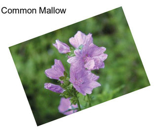 Common Mallow