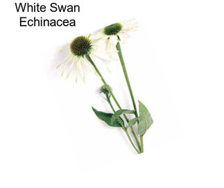 White Swan Echinacea