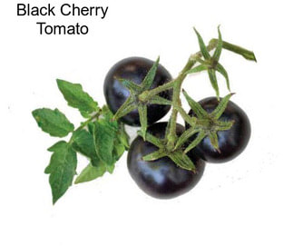 Black Cherry Tomato