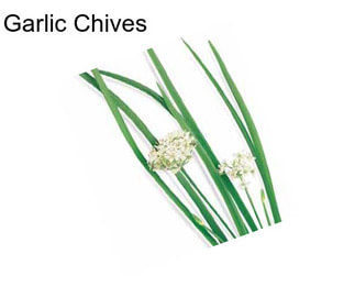 Garlic Chives