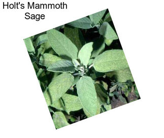 Holt\'s Mammoth Sage