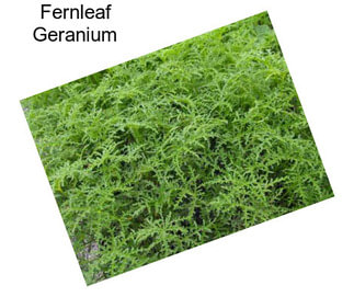 Fernleaf Geranium