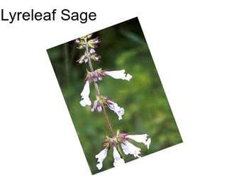 Lyreleaf Sage