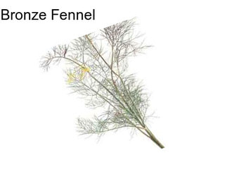 Bronze Fennel