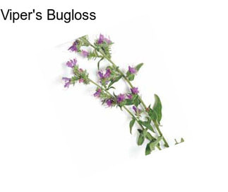 Viper\'s Bugloss