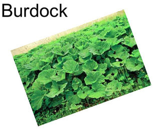 Burdock