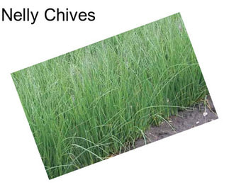 Nelly Chives