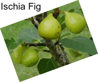 Ischia Fig