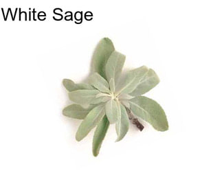 White Sage